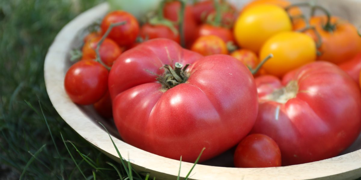 Roșii în august: Secretul lui Monty Don pentru coacere perfectă
