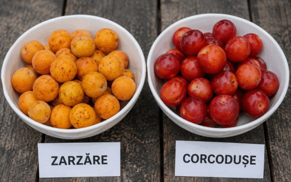 Zarzăre vs. corcodușe: 3 diferențe cheie ușor de observat