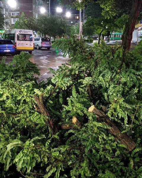 Furtuna a pus la pământ copaci în Arad, peste mașini