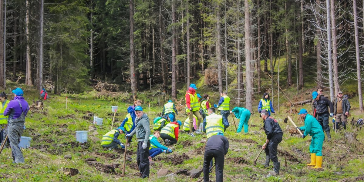 România a depășit țintele PNRR: Succes la împăduriri