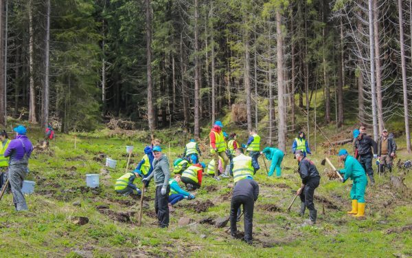 România a depășit țintele PNRR: Succes la împăduriri