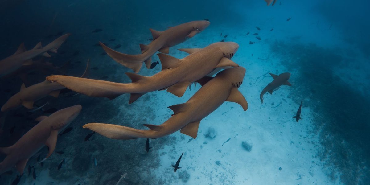 Oceanele fierbinți! Record istoric de temperatură în iulie