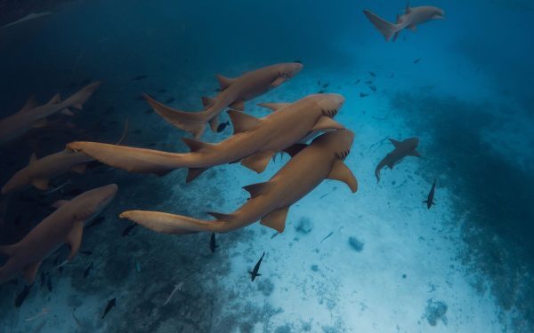 Oceanele fierbinți! Record istoric de temperatură în iulie