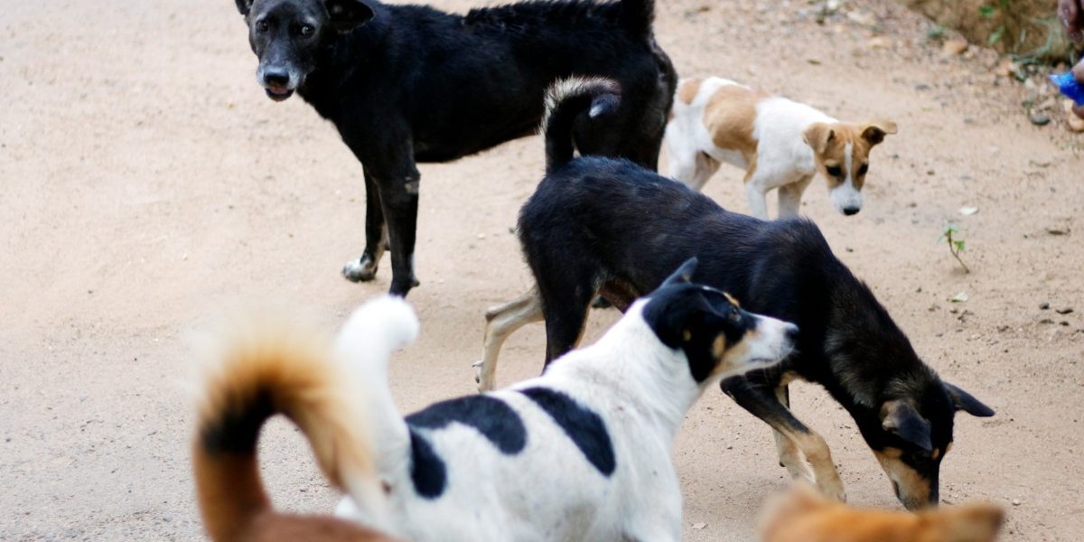 Sectorul 2: Campania masivă pentru animalele străzii