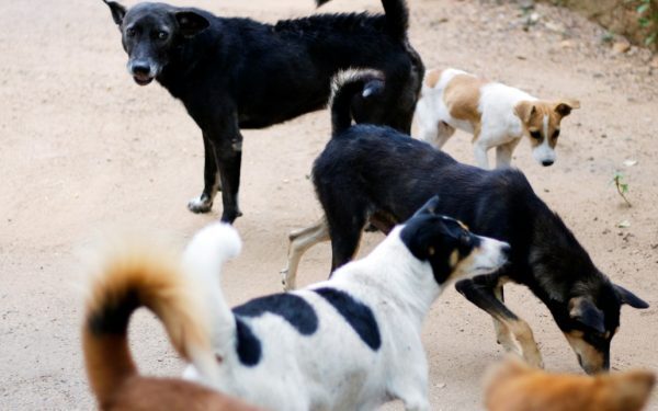 Sectorul 2: Campania masivă pentru animalele străzii