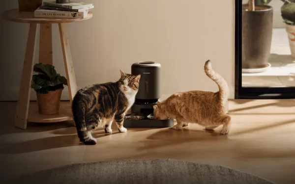 Petlibro: Pană la aparatele de hrană, animale de companie fără mâncare