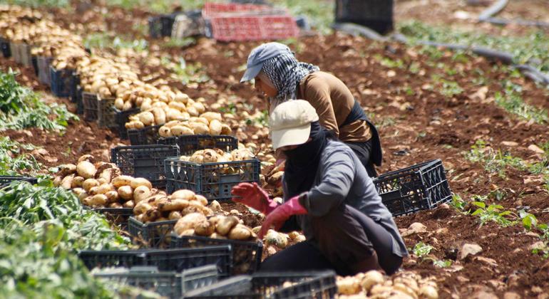 Războiul distruge lanțul global de aprovizionare cu alimente