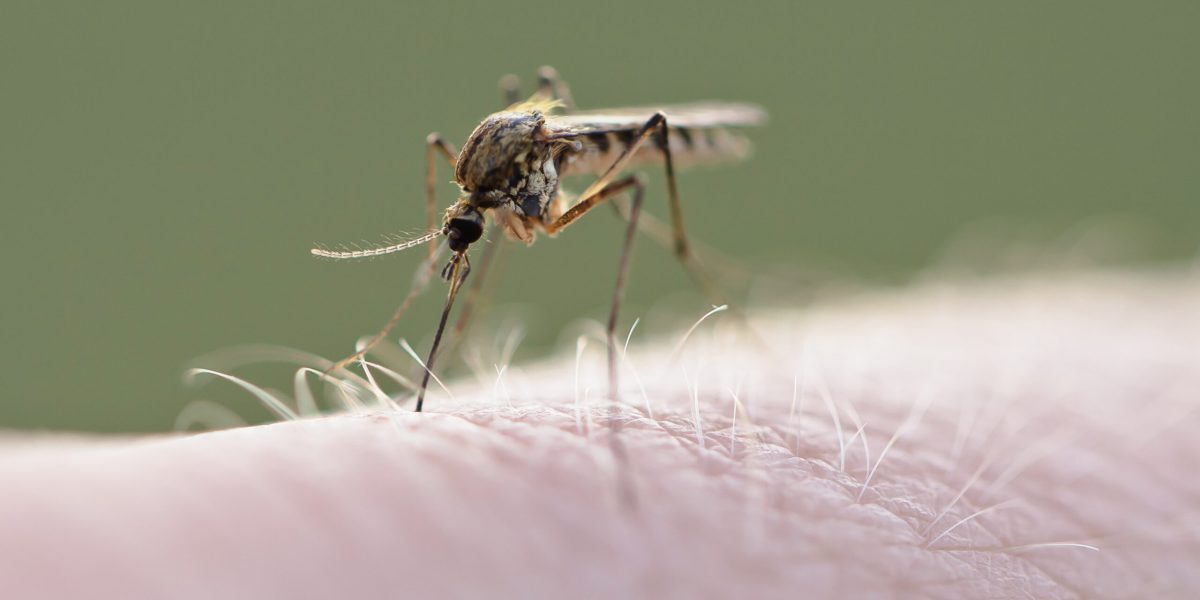 Virusul West Nile lovește Europa. Cum e România?