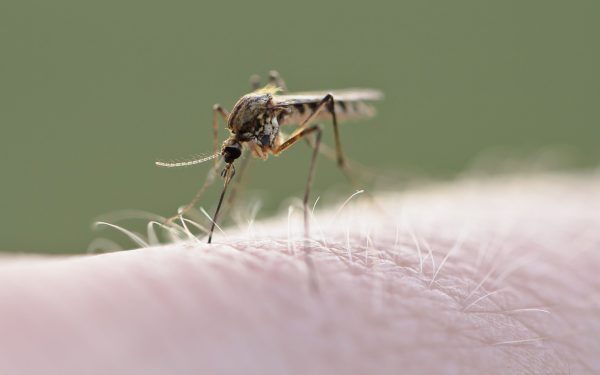 Virusul West Nile lovește Europa. Cum e România?