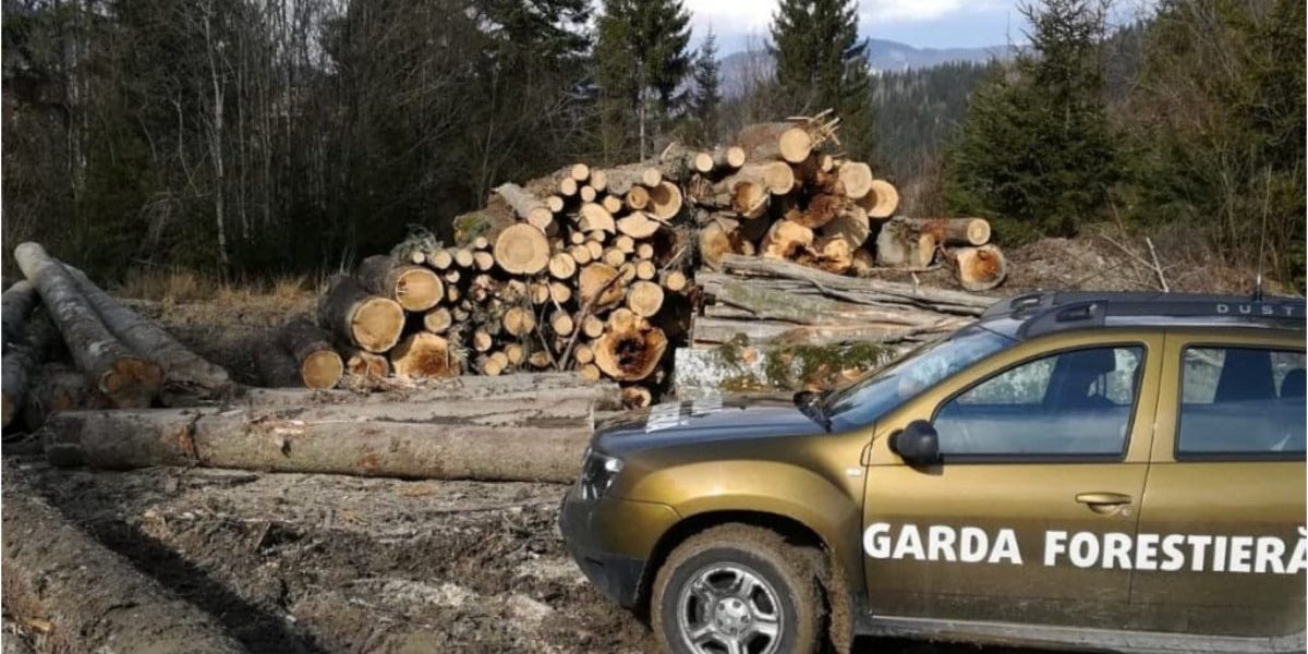 Buzoianu: Descoperire uriașă de tăieri ilegale de păduri
