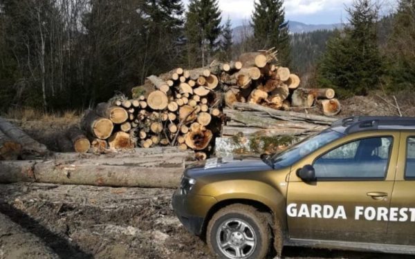 Buzoianu: Descoperire uriașă de tăieri ilegale de păduri