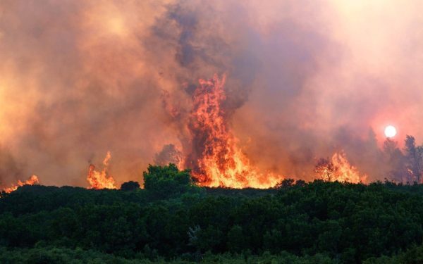 Gândacul-erou: „Aude” focul de la distanță și zboară spre incendii