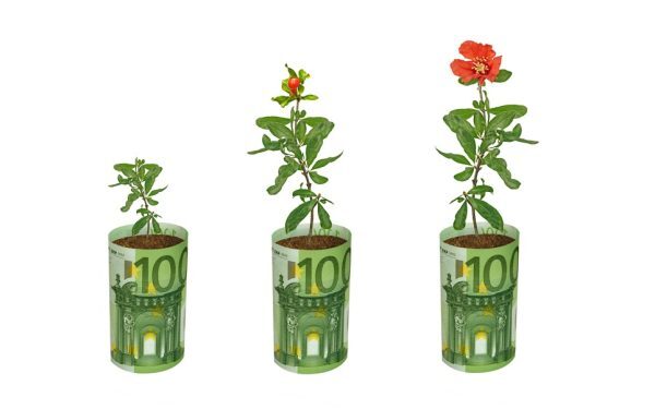 Fonduri UE 100.000 EUR/ferm, ghid AFIR: flori și plante medicinale
