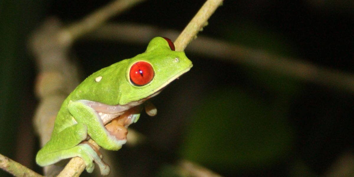 Broască nouă în Costa Rica: Ce o face unică?