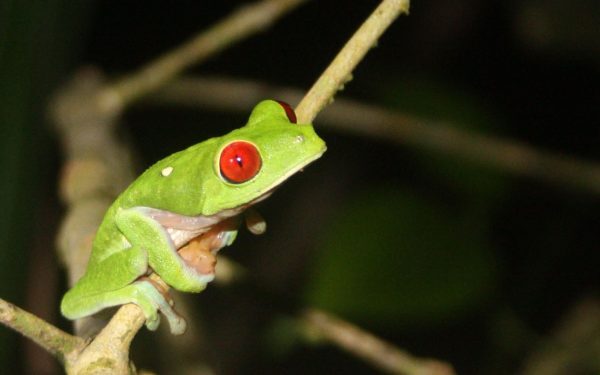 Broască nouă în Costa Rica: Ce o face unică?