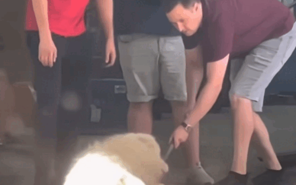 Angajații care au alungat un câine în caniculă, concediați