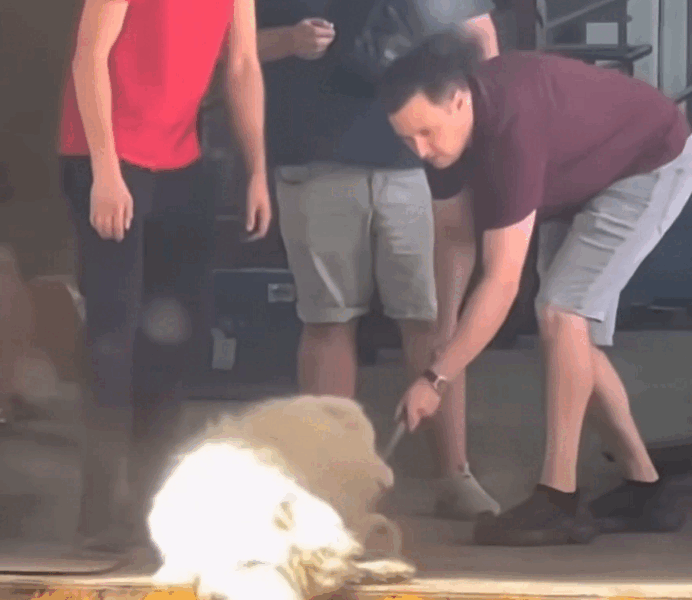 Angajații care au alungat un câine în caniculă, concediați