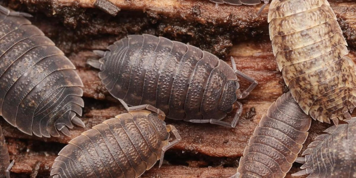 Păduchele de lemn: eroul ascuns al grădinii tale