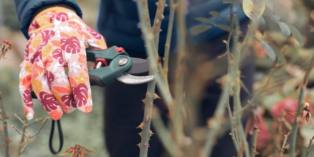 Grădina toamnei: Salvează plantele după caniculă
