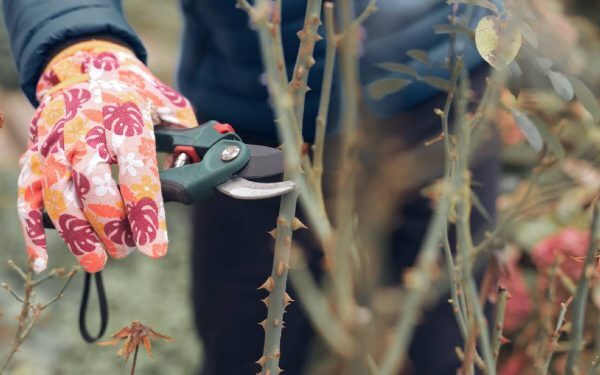 Grădina toamnei: Salvează plantele după caniculă