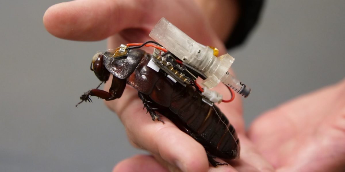 Gândaci-cyborg din Australia duc medicamente victimelor captive