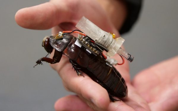 Gândaci-cyborg din Australia duc medicamente victimelor captive
