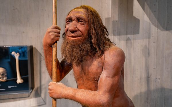 Neanderthalienii ne-au dat gena puiților de leu. Cine o are?