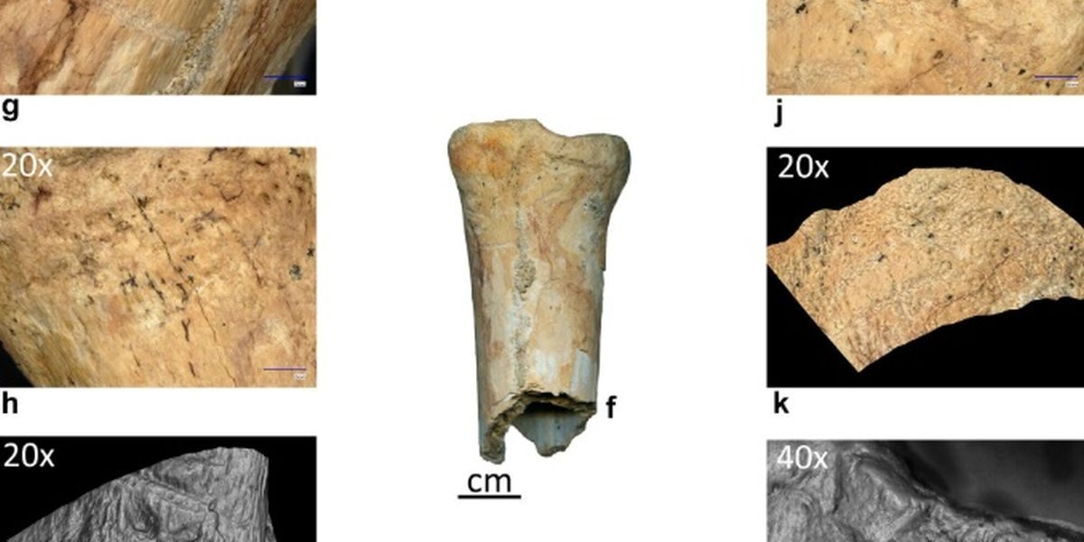 Neandertalienii, unelte din os: Premieră istorică în România