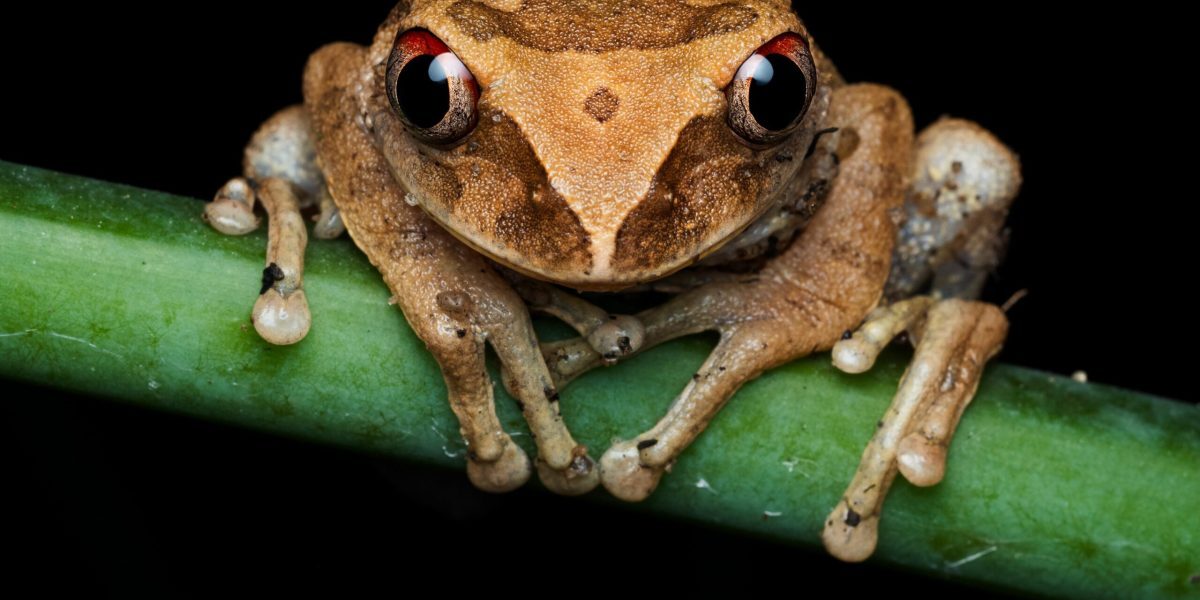 Broasca de cafea, descoperire inedită în Costa Rica