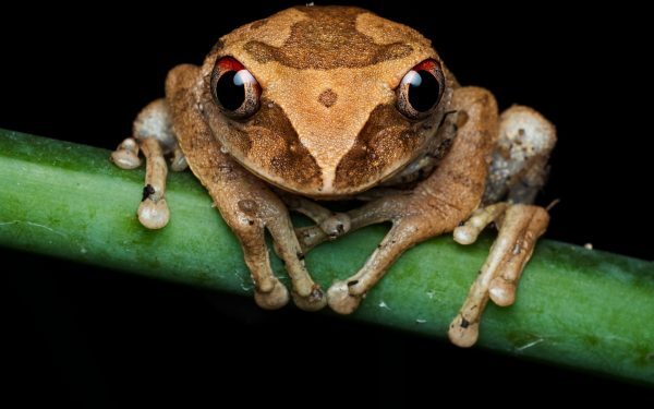 Broasca de cafea, descoperire inedită în Costa Rica