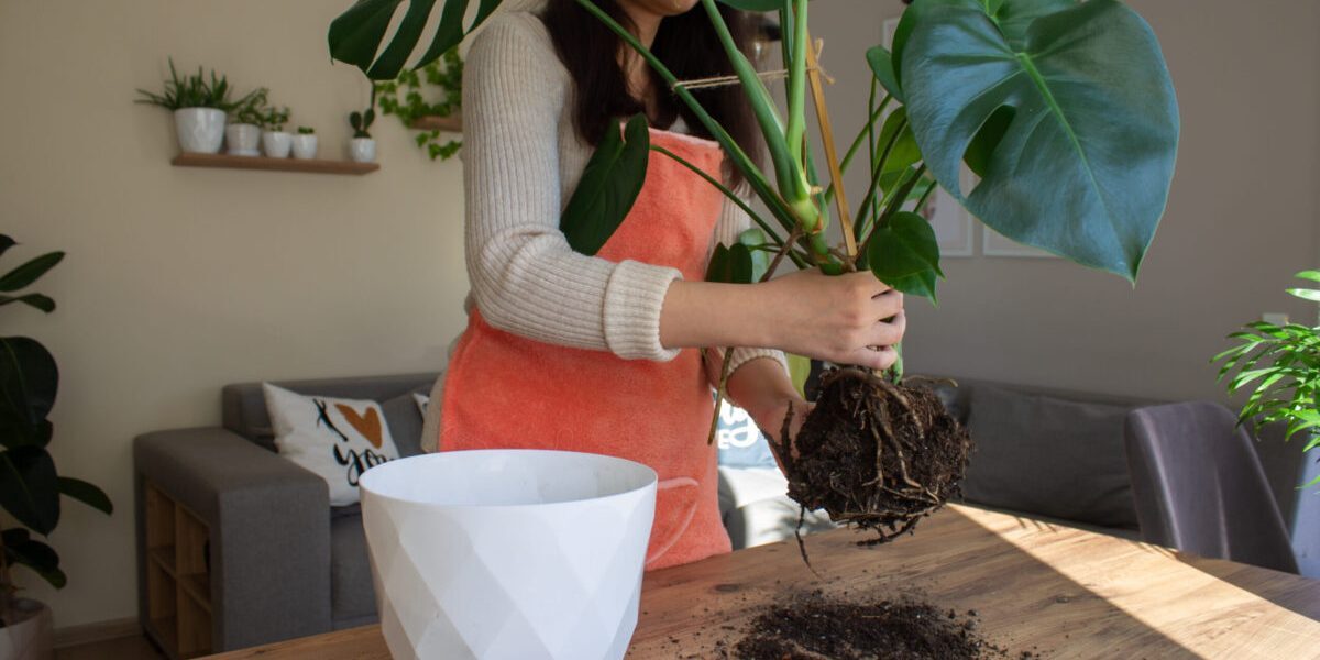 Planta ta cere ghiveci nou: Semnele pe care nu le ignori