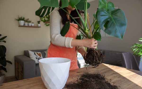 Planta ta cere ghiveci nou: Semnele pe care nu le ignori