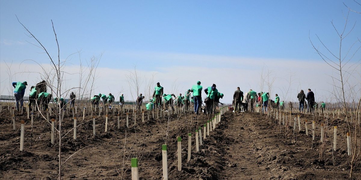 România, campioană la păduri: Peste 20.000 ha împădurite, depășind țintele PNRR