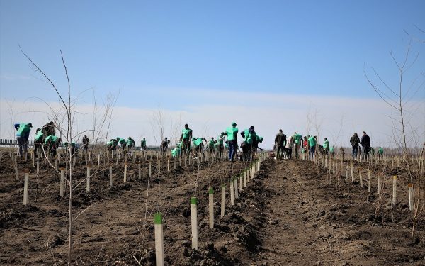 România, campioană la păduri: Peste 20.000 ha împădurite, depășind țintele PNRR