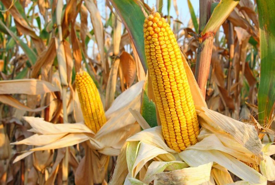 România, export de porumb: Vești din Orientul Mijlociu și Africa de Nord