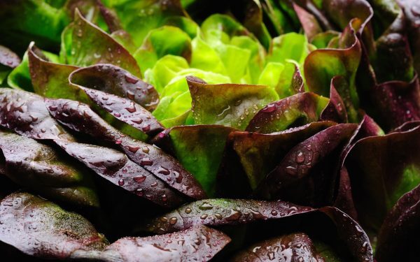 Salată cu proteină din carne, o premieră mondială