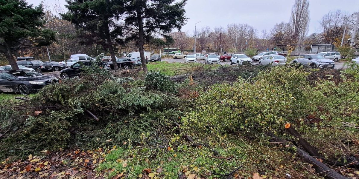 Buzoianu: 5.000 de arbori tăiați ilegal în Brașov. O defrișare uriașă
