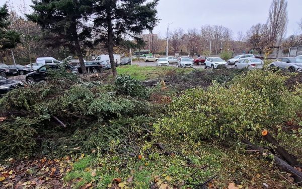Buzoianu: 5.000 de arbori tăiați ilegal în Brașov. O defrișare uriașă