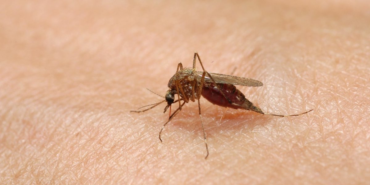 Grecia, cod roșu: Cazuri de West Nile s-au dublat, 9 morți