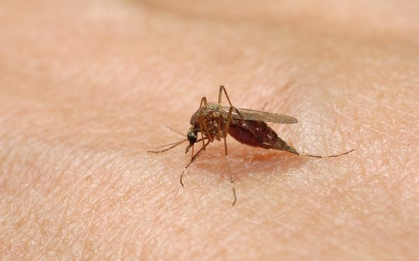West Nile Europa: 240+ cazuri, România cu șase