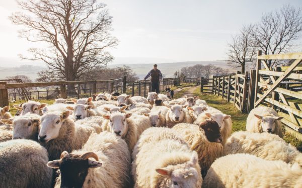 Oile vaccinate, export UE în curând: Buda confirmă