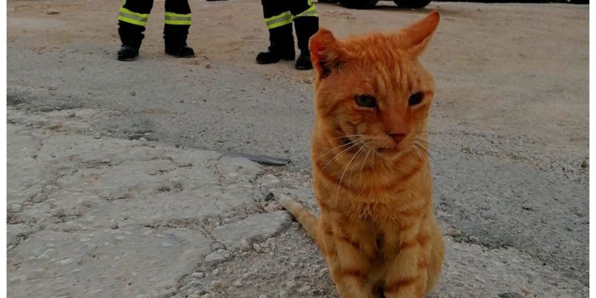 Garfield, pompier de onoare în Grecia, refuză să plece
