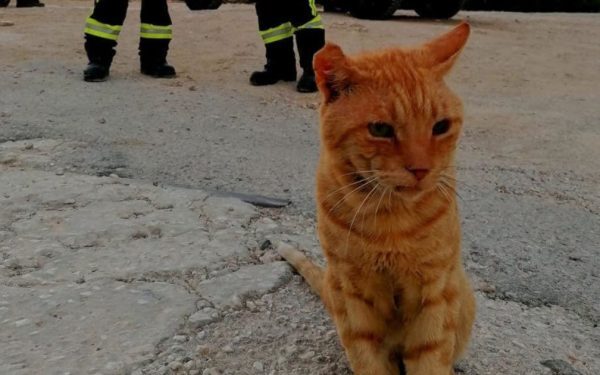 Garfield, pompier de onoare în Grecia, refuză să plece