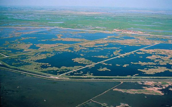 Dezastru ecologic în SUA: Ce s-a întâmplat în paradisul păsărilor
